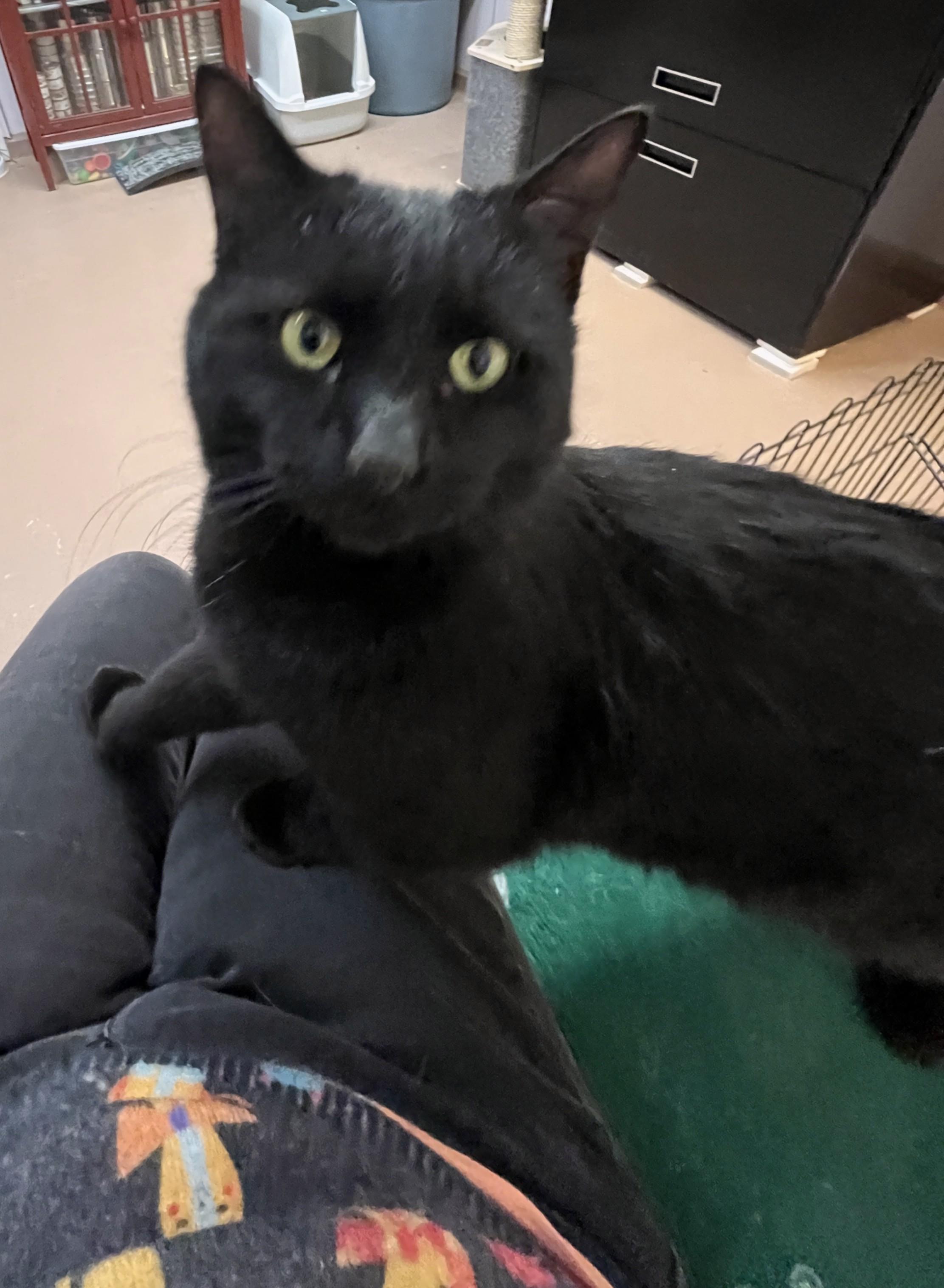 PRUNEAU (CR/SC), adopted, Adult Male Domestic Short Hair & Extra-Toes Cat / Hemingway Polydactyl.