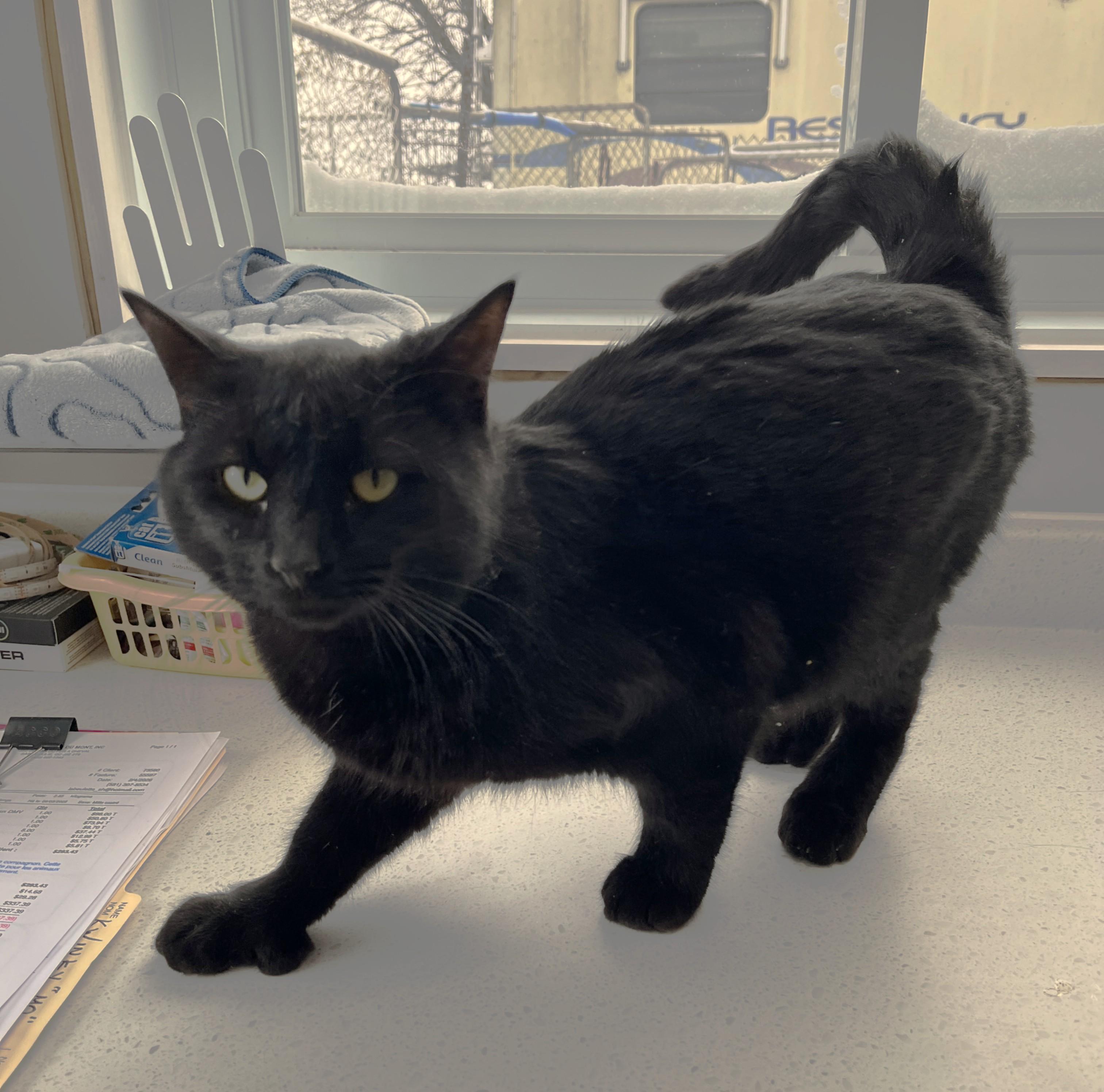 Enlarge PRUNEAU (CR/SC), an adopted mixed breed in Sainte-Angele-de-Monnoir, QC image 2/6