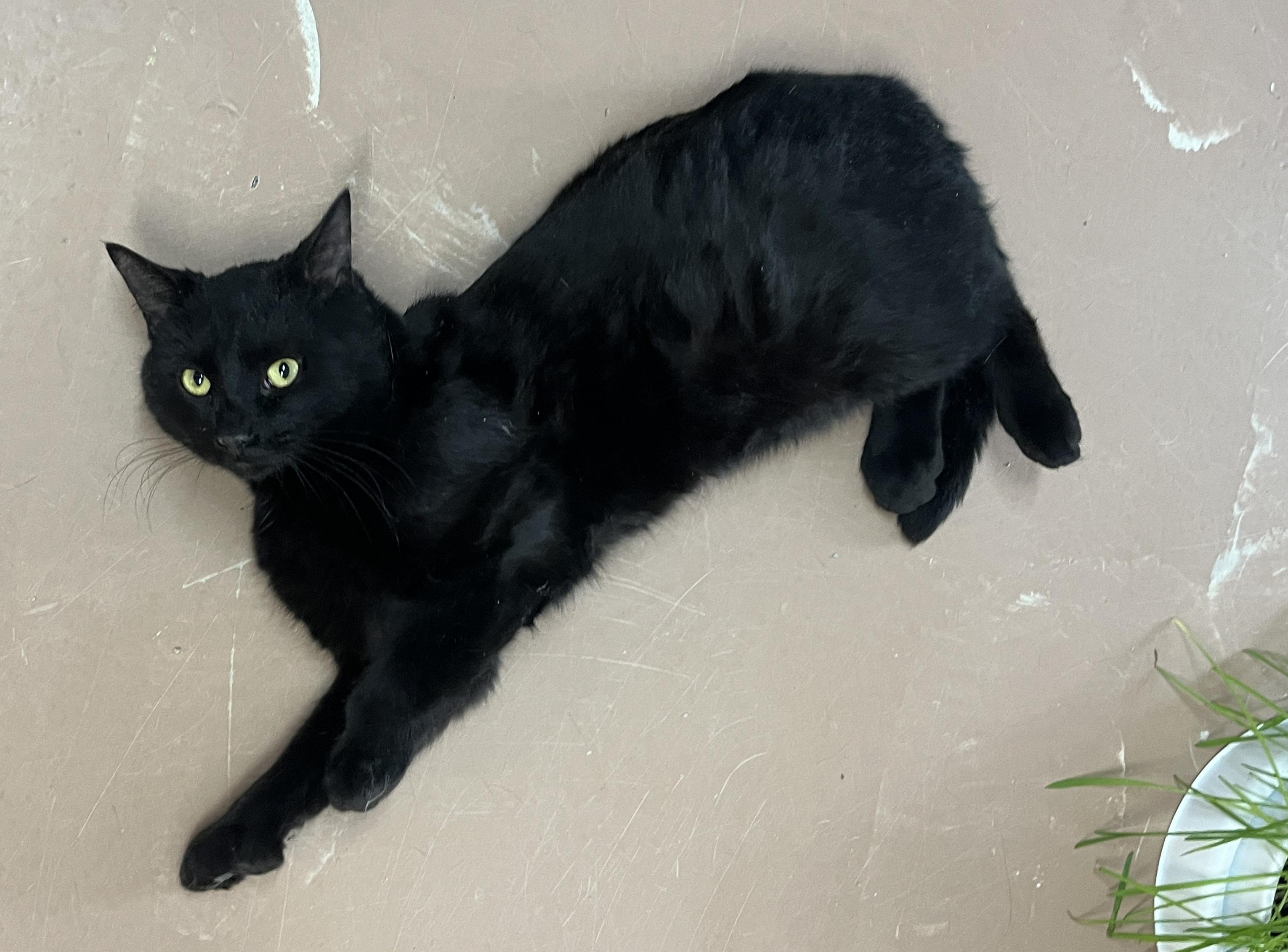 Enlarge PRUNEAU (CR/SC), an adopted mixed breed in Sainte-Angele-de-Monnoir, QC image 4/6