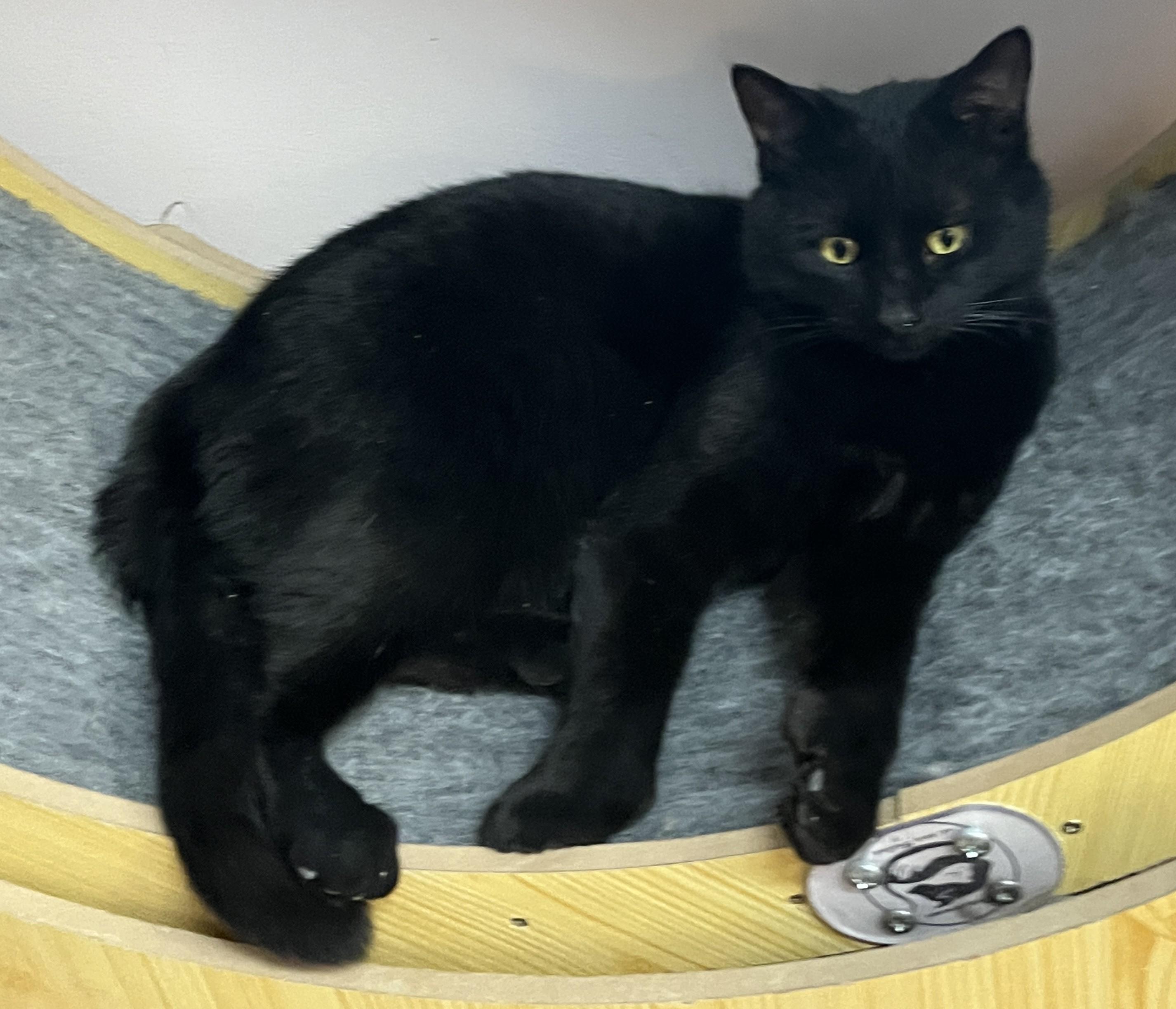 Enlarge PRUNEAU (CR/SC), an adopted mixed breed in Sainte-Angele-de-Monnoir, QC image 5/6