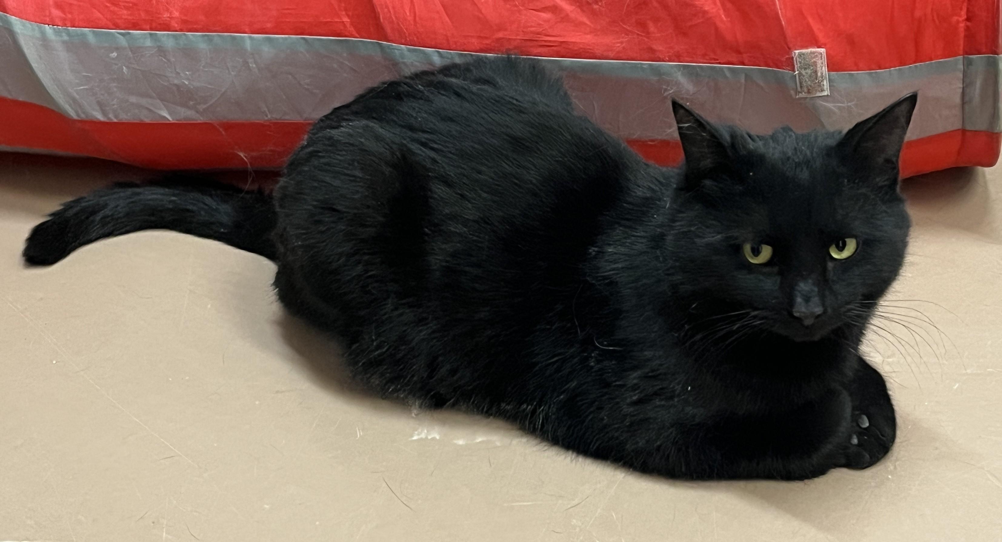 Enlarge PRUNEAU (CR/SC), an adopted mixed breed in Sainte-Angele-de-Monnoir, QC image 6/6