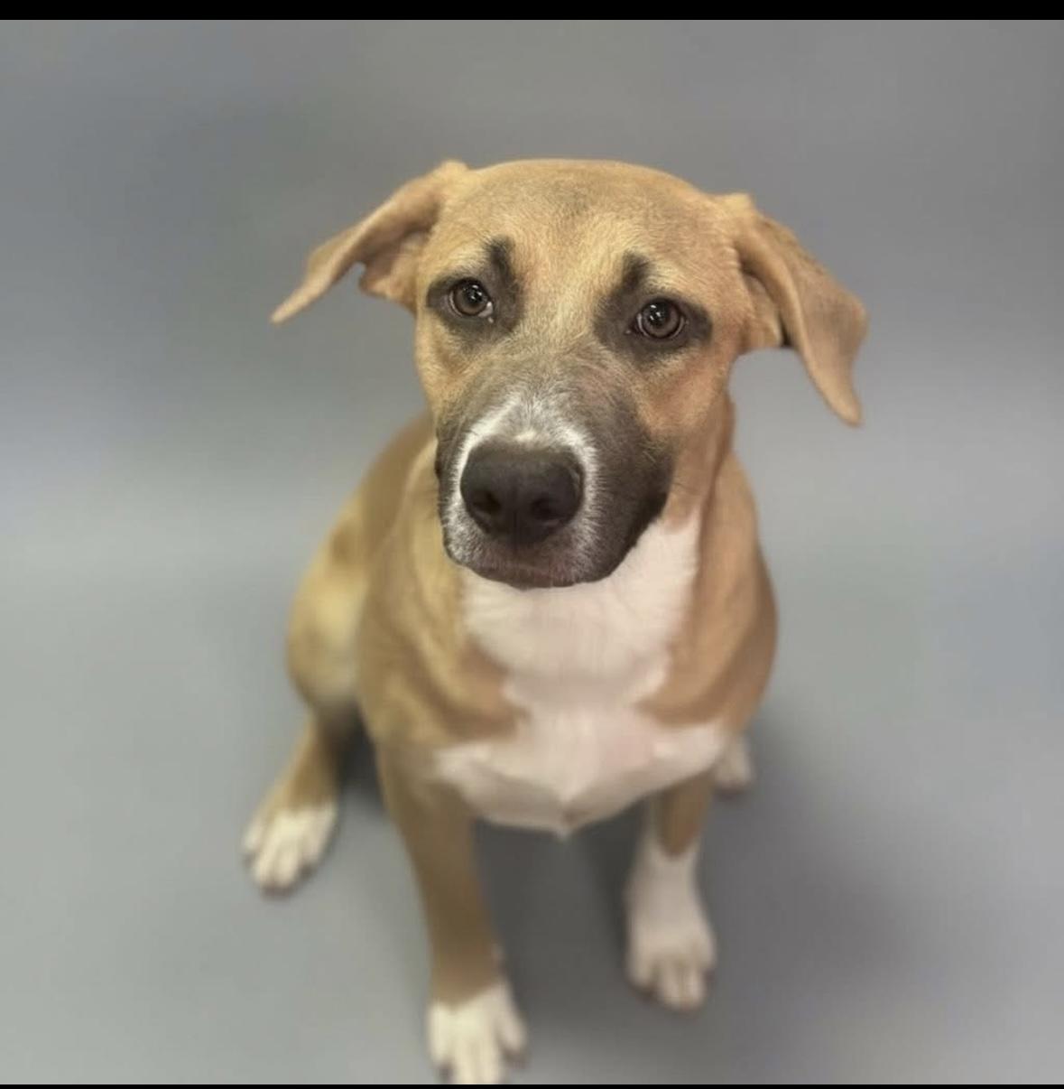 Dolly, Adoptable, Puppy Female Pit Bull Terrier.