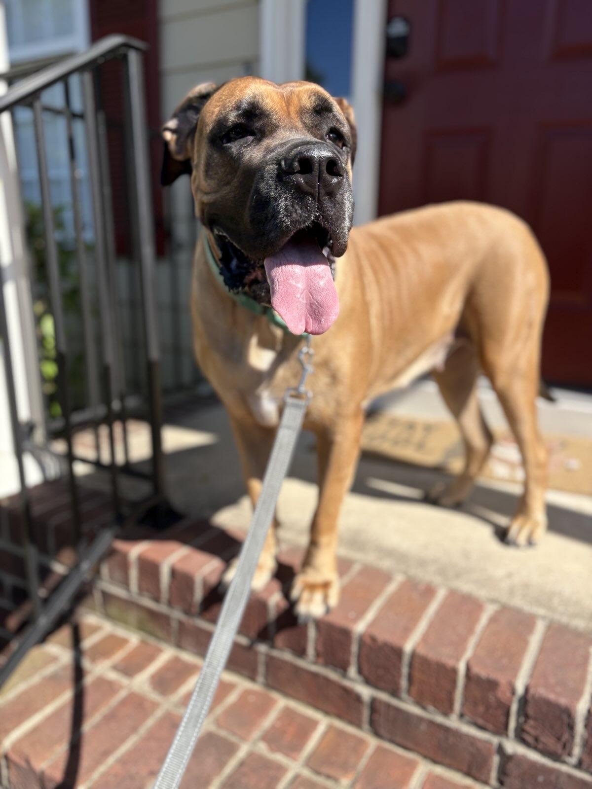 Tessa - NC, an adoptable Bullmastiff in Burlington, NC, 27215 | Photo Image 3