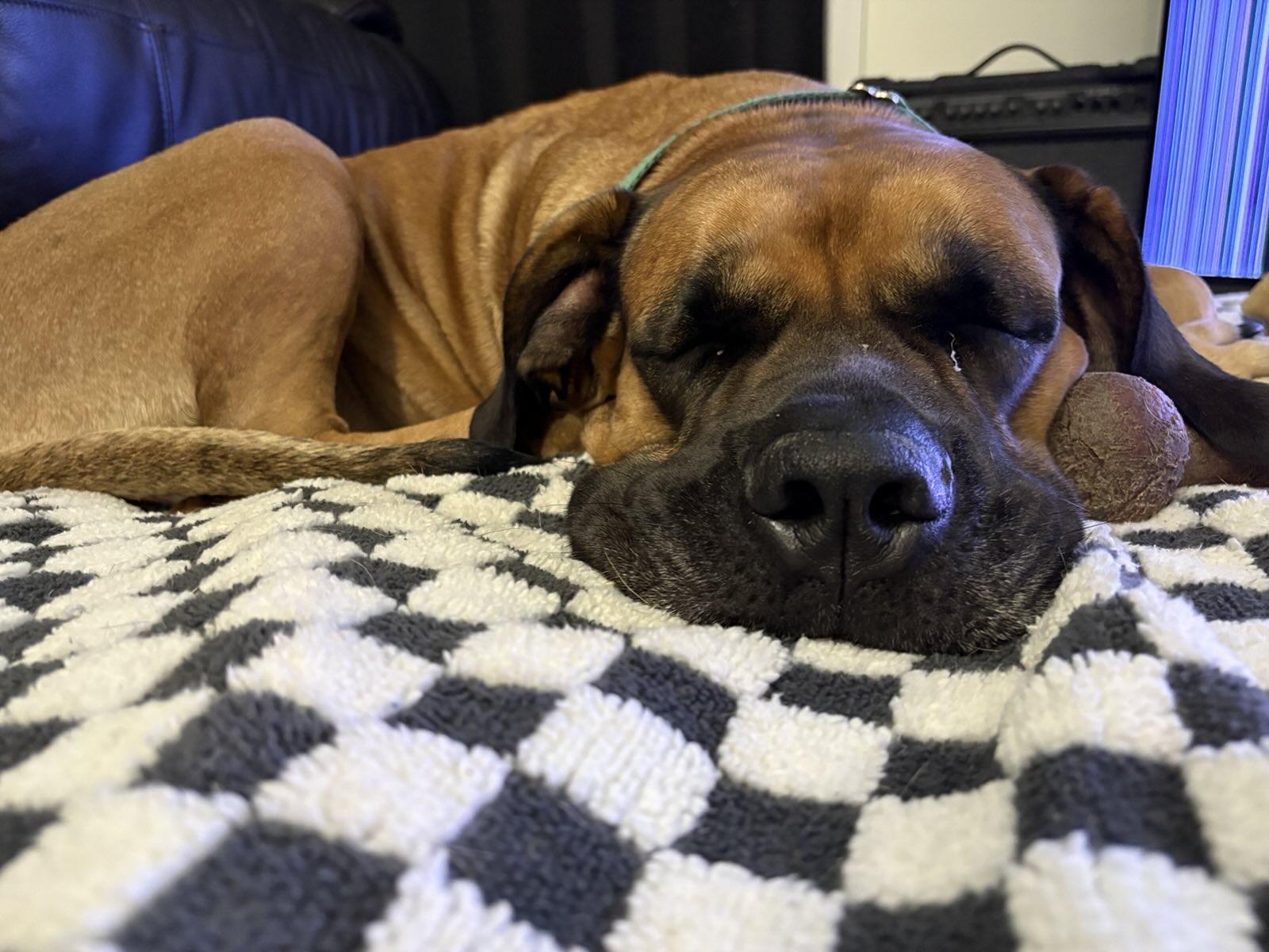 Tessa - NC, an adoptable Bullmastiff in Burlington, NC, 27215 | Photo Image 2