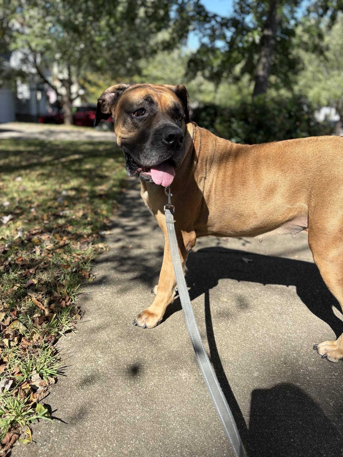 Tessa - NC, an adoptable Bullmastiff in Burlington, NC, 27215 | Photo Image 4