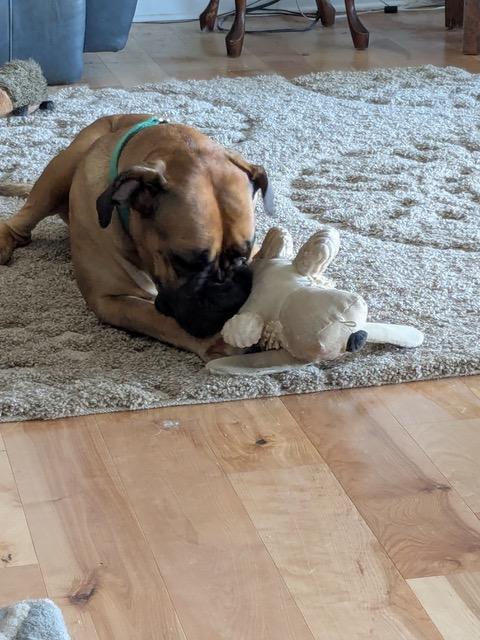 Tessa - NC, an adoptable Bullmastiff in Burlington, NC, 27215 | Photo Image 5