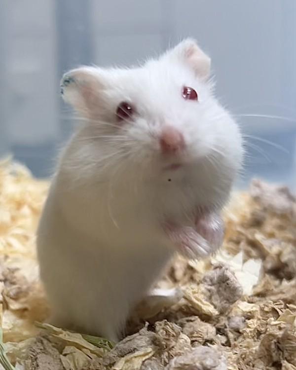 Cookies & Cream Pocky, Adoptable, Baby Male Hamster.