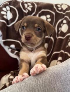 Enlarge Coffee Litter Latte, a Adopted mixed breed in Redwood City, CA image 4/5