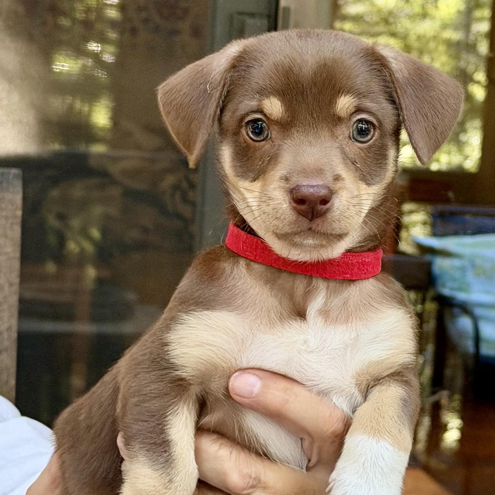 Coffee Litter Latte, Adopted, Puppy Female Dachshund & Chihuahua.