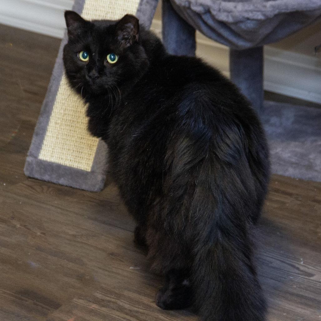 Enlarge Berry, a Adoptable Domestic Short Hair in Wichita, KS image 1/6