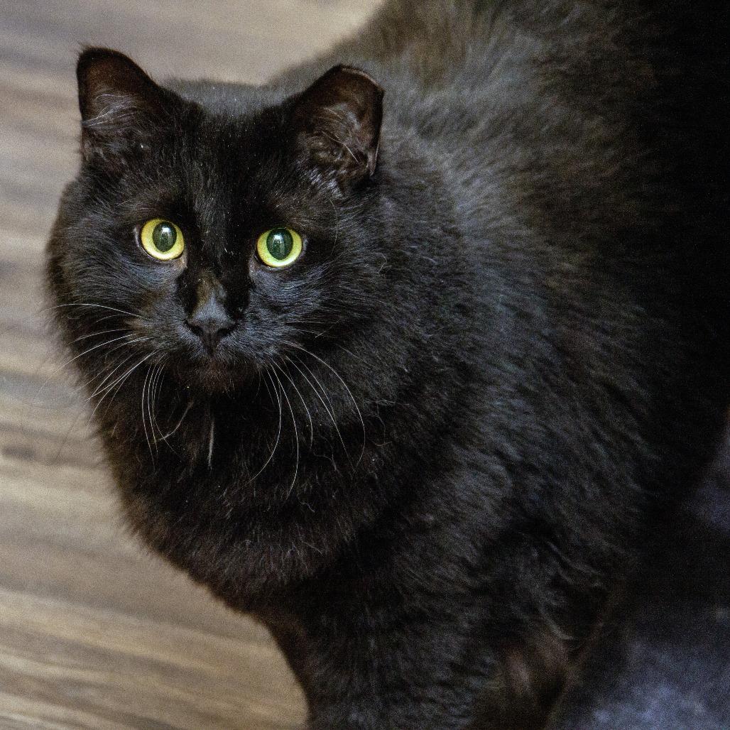 Enlarge Berry, a Adoptable Domestic Short Hair in Wichita, KS image 2/6