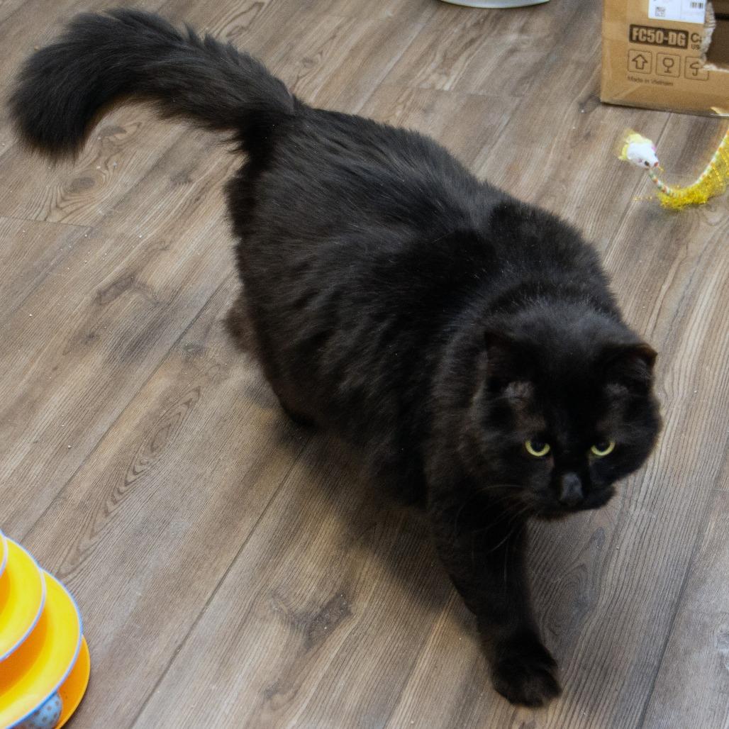 Enlarge Berry, a Adoptable Domestic Short Hair in Wichita, KS image 3/6