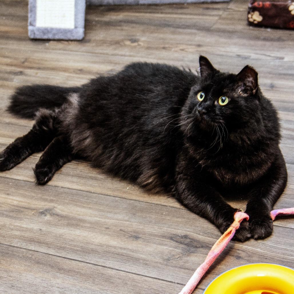 Enlarge Berry, a Adoptable Domestic Short Hair in Wichita, KS image 4/6