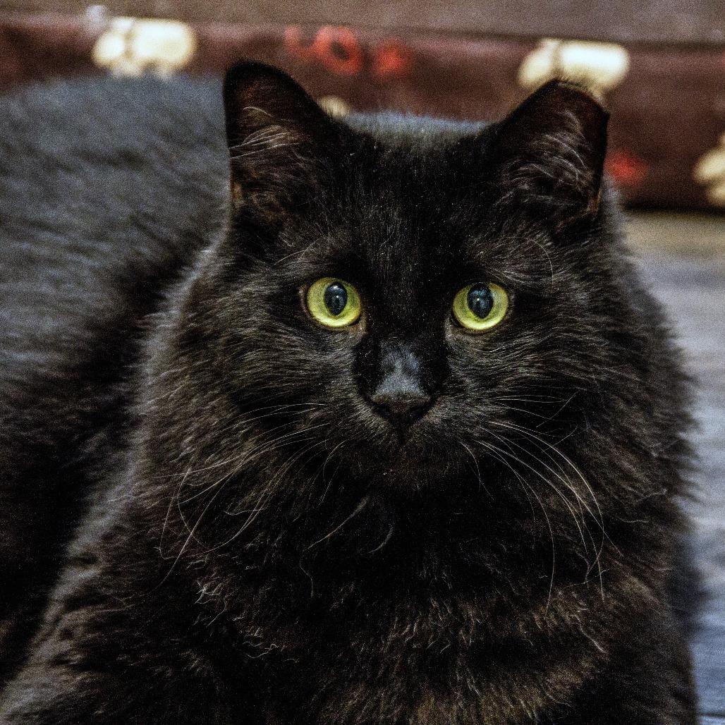 Enlarge Berry, a Adoptable Domestic Short Hair in Wichita, KS image 5/6