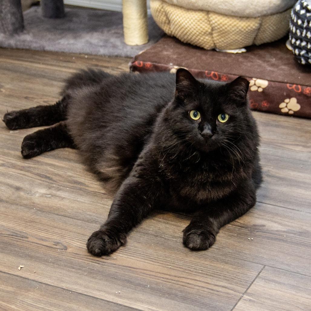 Enlarge Berry, a Adoptable Domestic Short Hair in Wichita, KS image 6/6