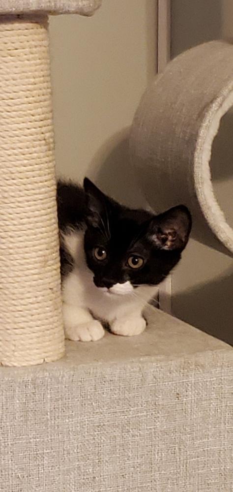 Starbuck, a Adoptable mixed breed in Lincoln, NE image 1/5