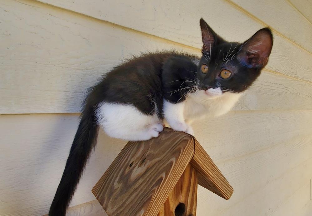 Starbuck, a Adoptable mixed breed in Lincoln, NE image 2/5