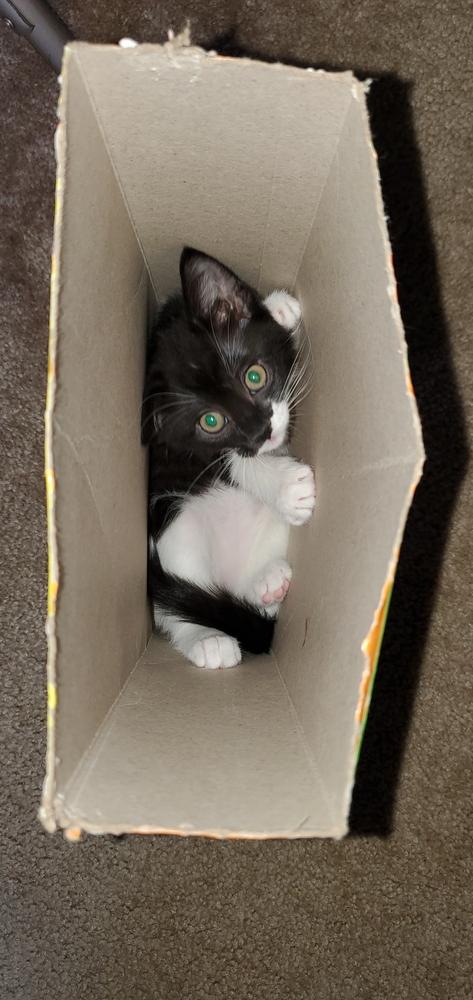 Starbuck, a Adoptable mixed breed in Lincoln, NE image 3/5