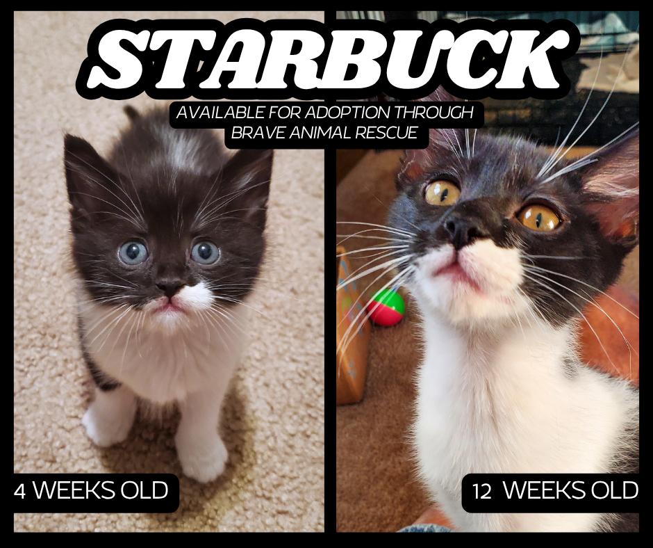 Starbuck, a Adoptable mixed breed in Lincoln, NE image 4/5