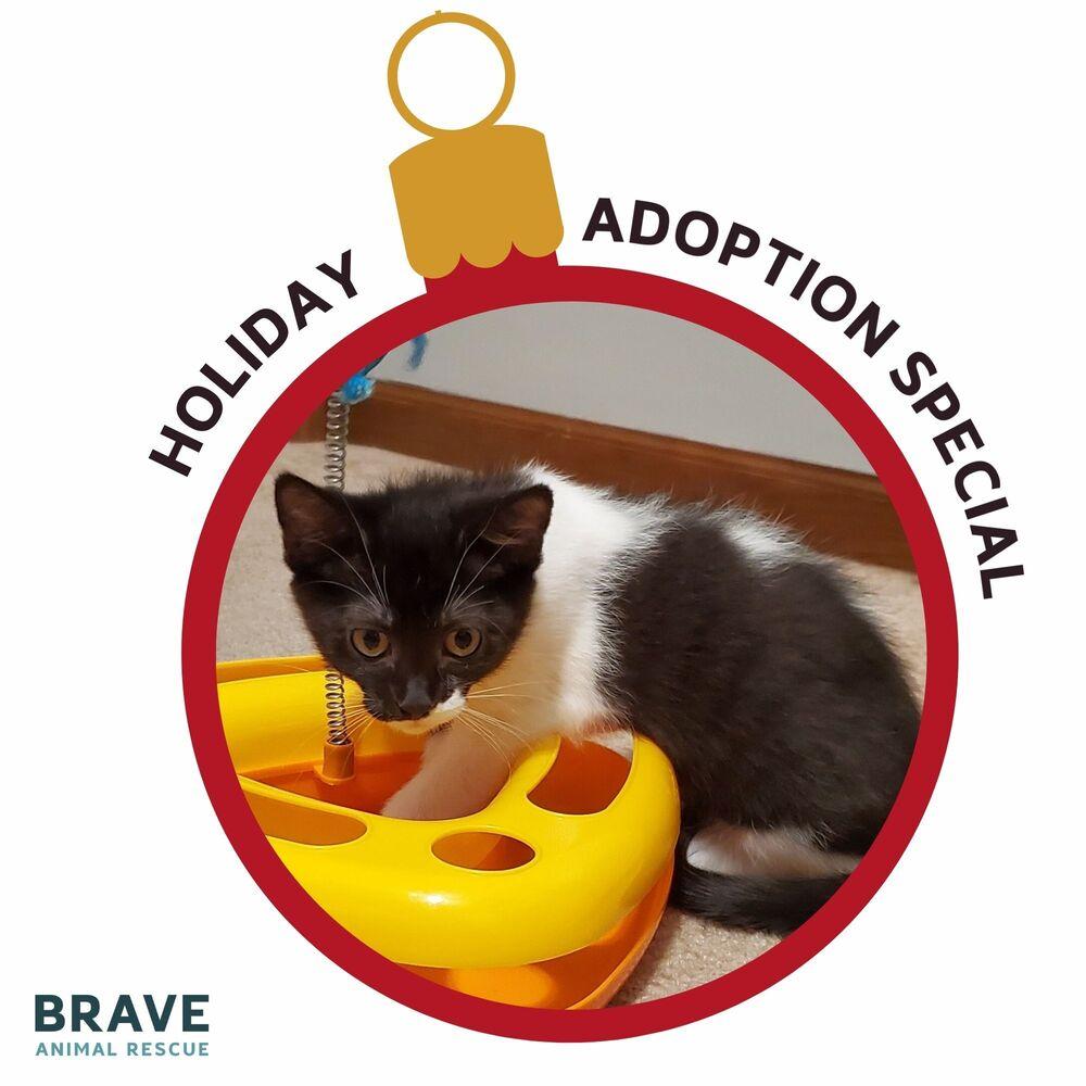 Starbuck, a Adoptable mixed breed in Lincoln, NE image 5/5