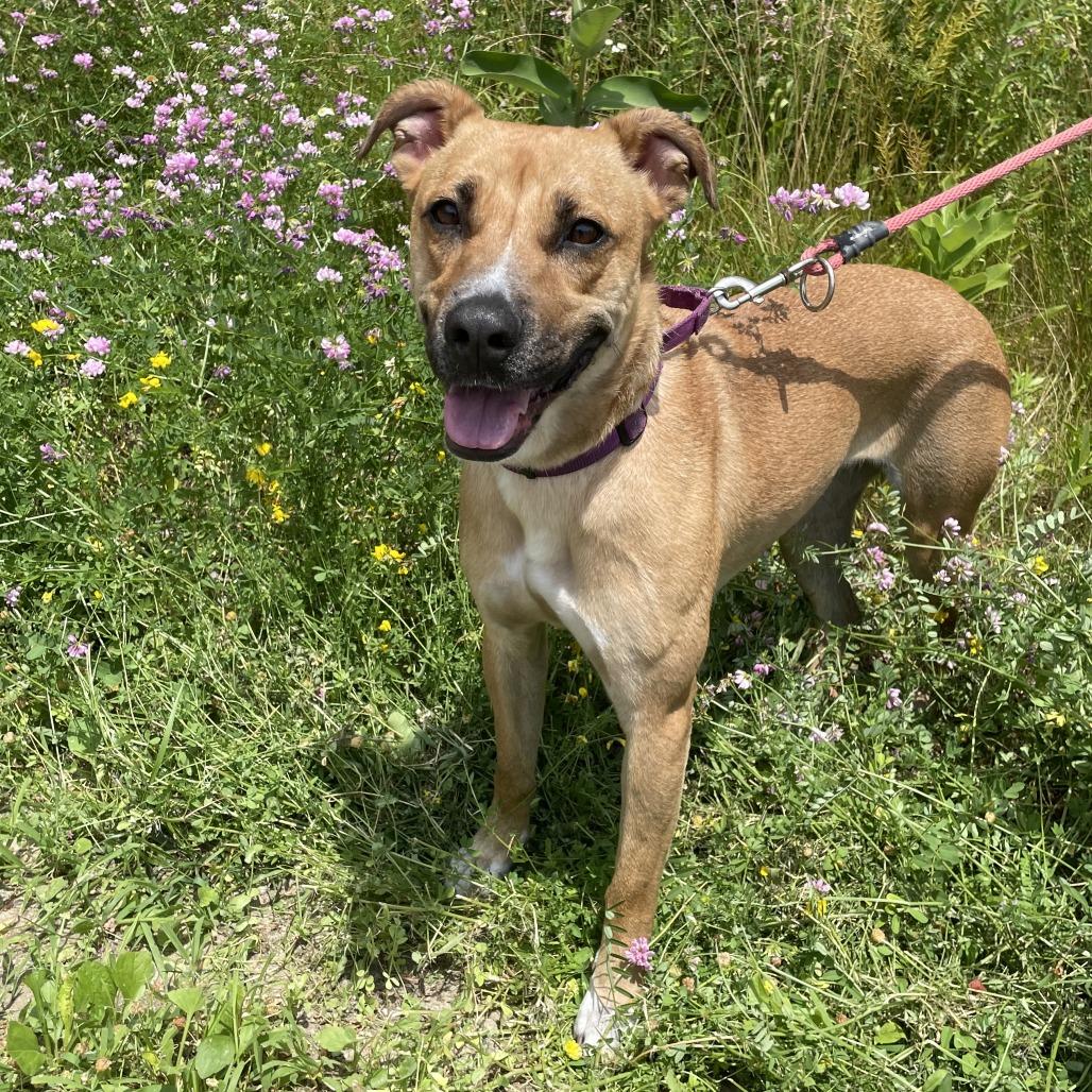 Enlarge Mika, a Adoptable Mixed Breed in Thomaston, ME image 1/1
