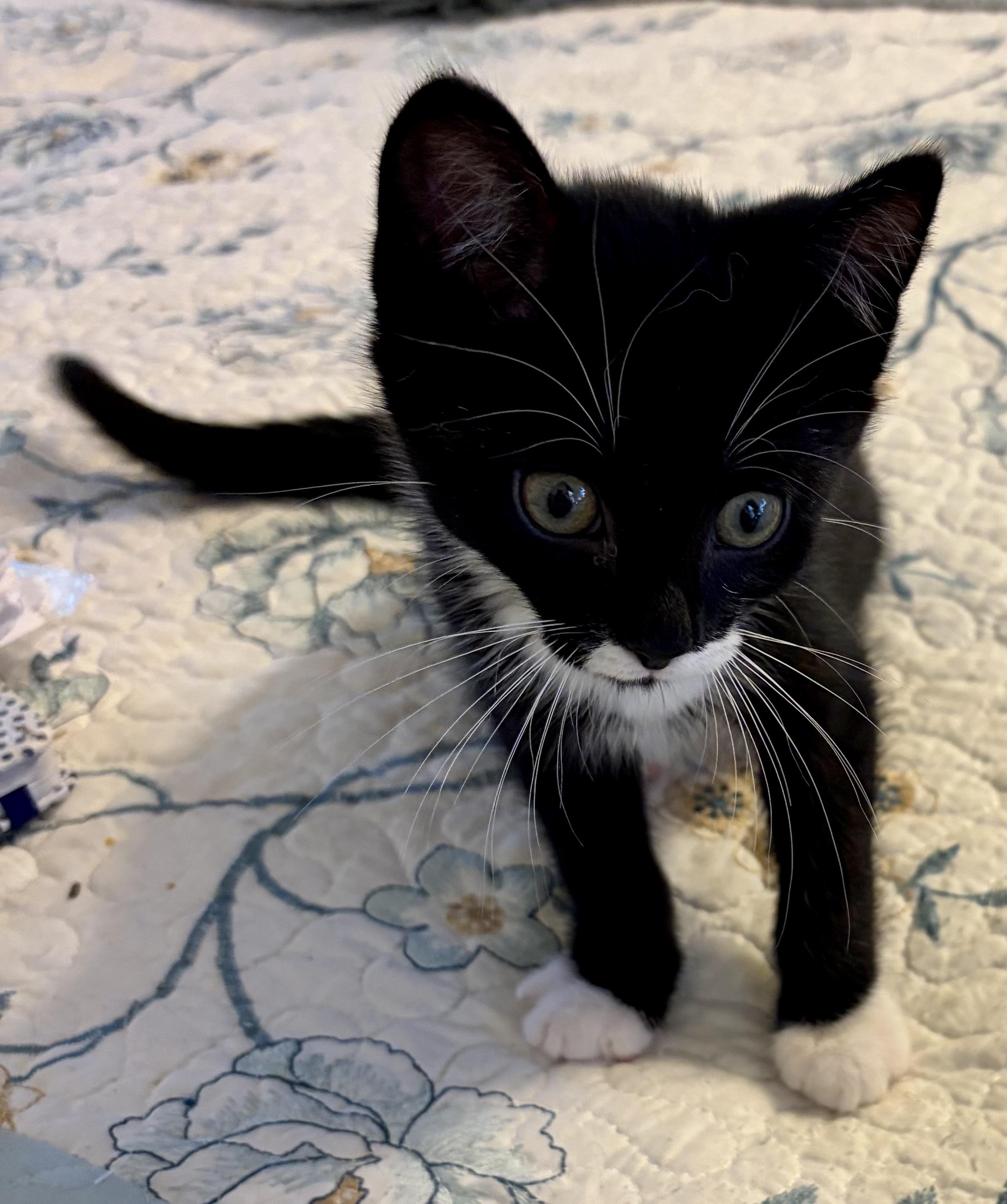 Enlarge Matty, a Adoptable Domestic Short Hair in Houghton Lake, MI image 3/3