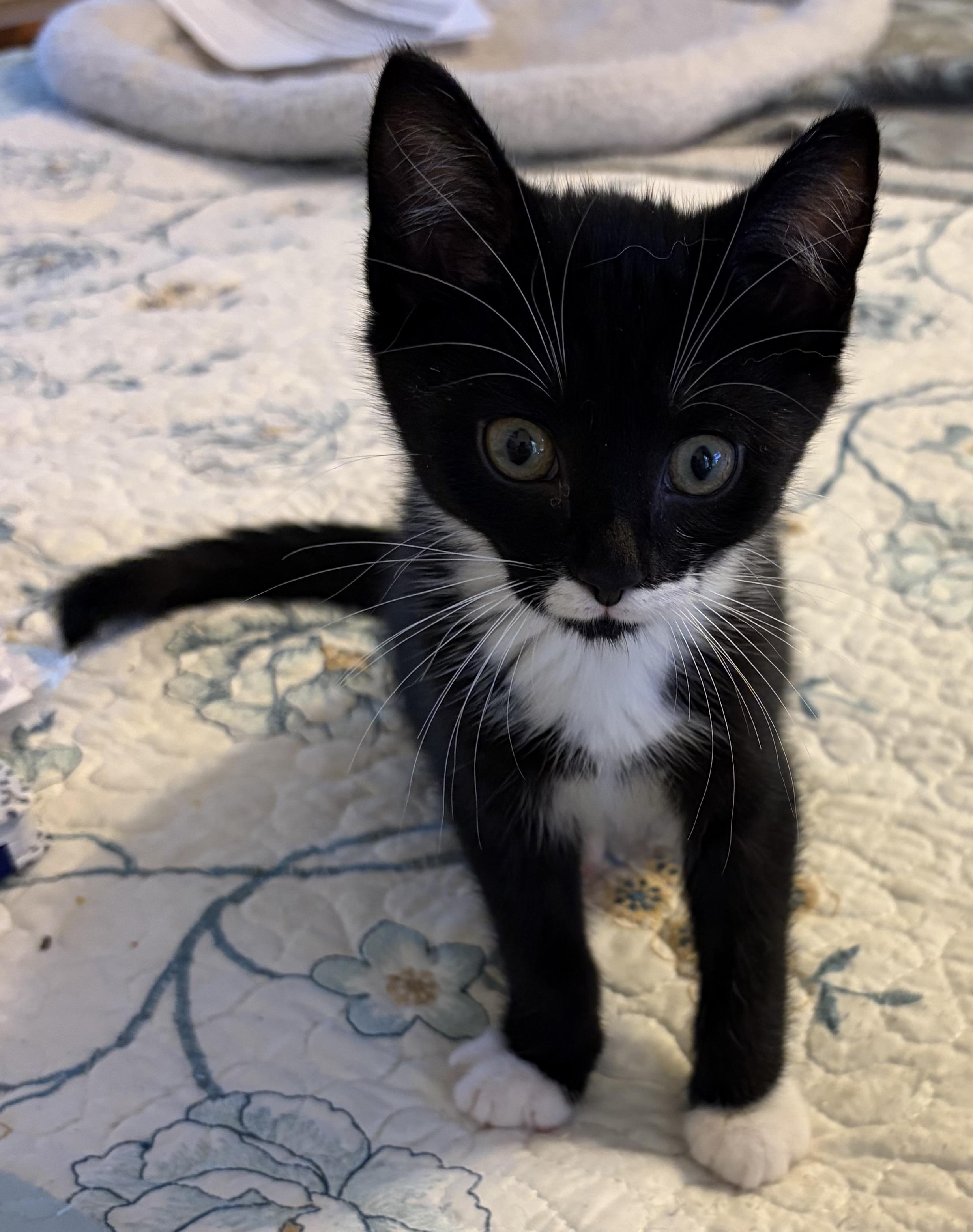 Enlarge Matty, a Adoptable Domestic Short Hair in Houghton Lake, MI image 2/3