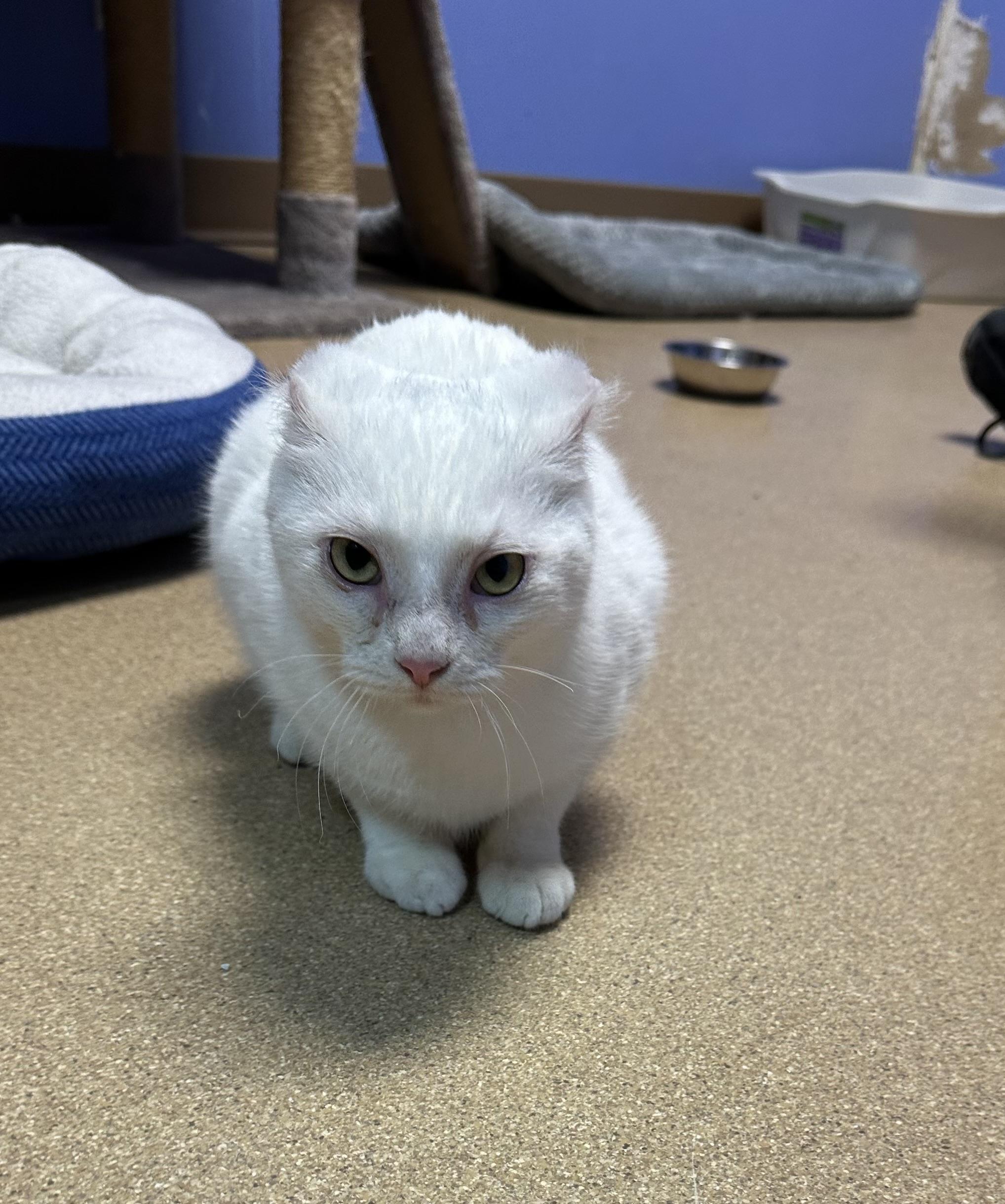 Enlarge Big Bread, an adopted Domestic Short Hair in Brookings, SD image 2/2