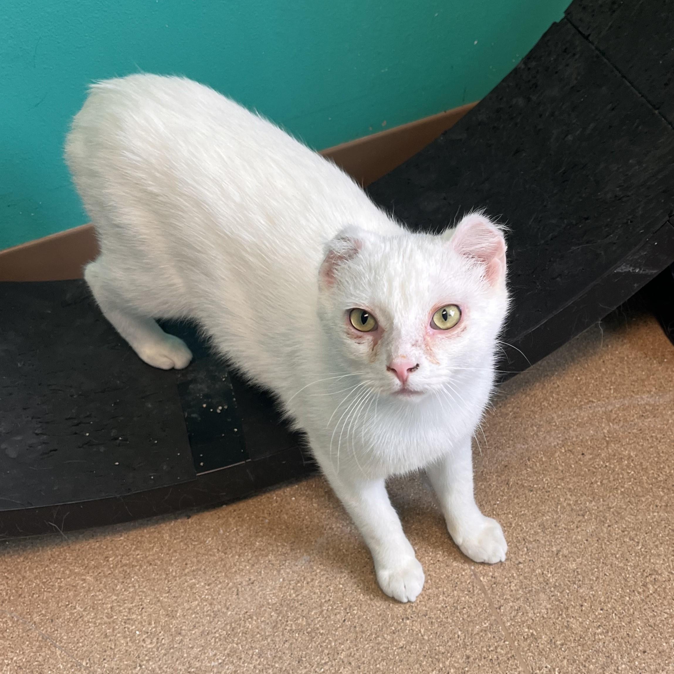 Big Bread, adopted, Adult Male Domestic Short Hair.