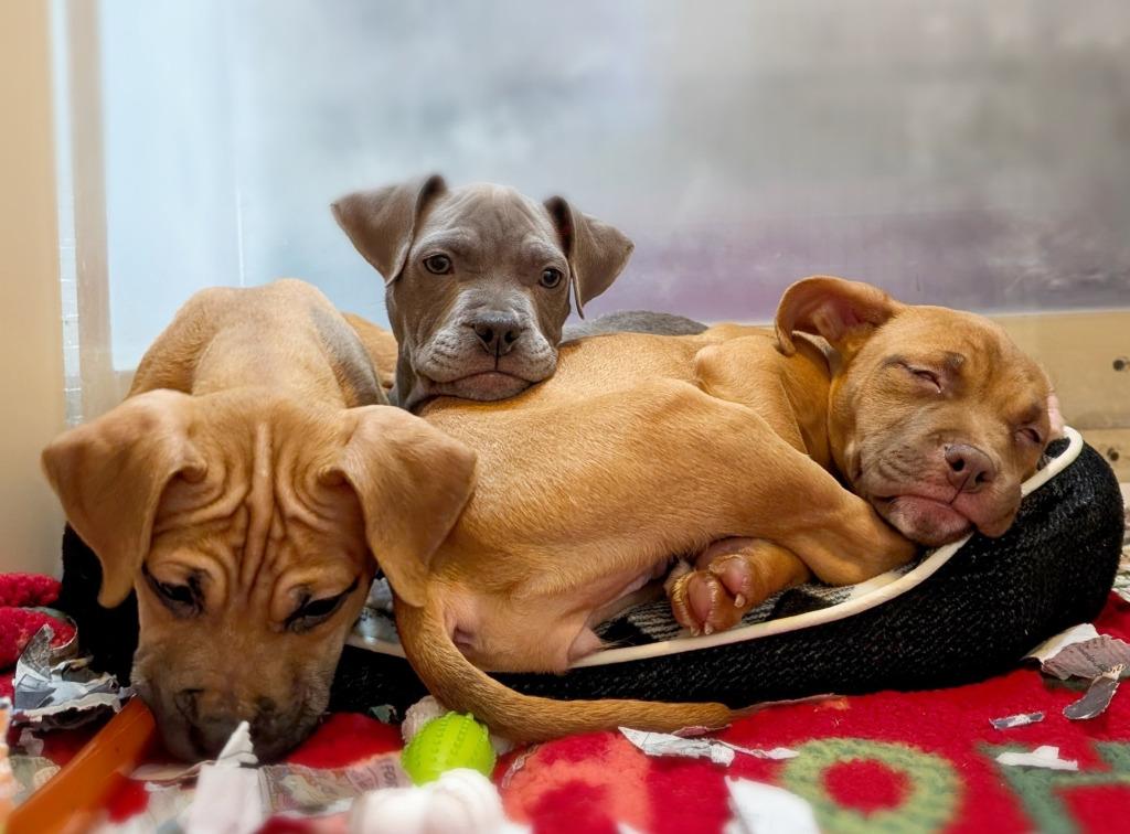 Bean, Adoptable, Puppy Female Mixed Breed.