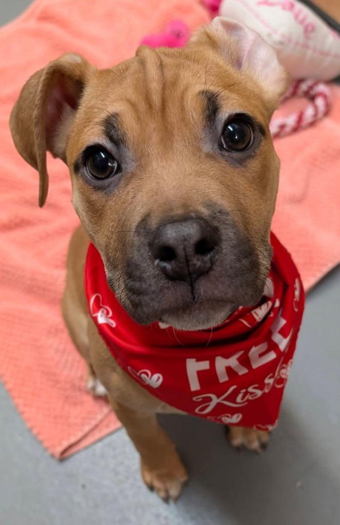 Enlarge Bean, a Adoptable mixed breed in Warren, MI image 2/6