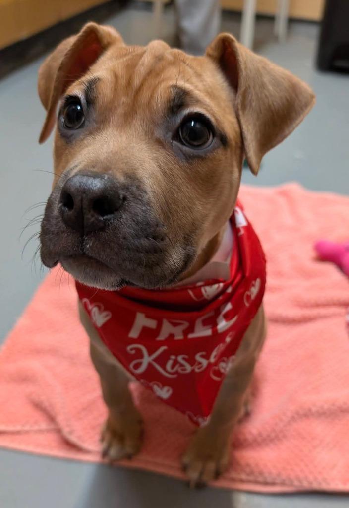 Enlarge Bean, a Adoptable mixed breed in Warren, MI image 3/6