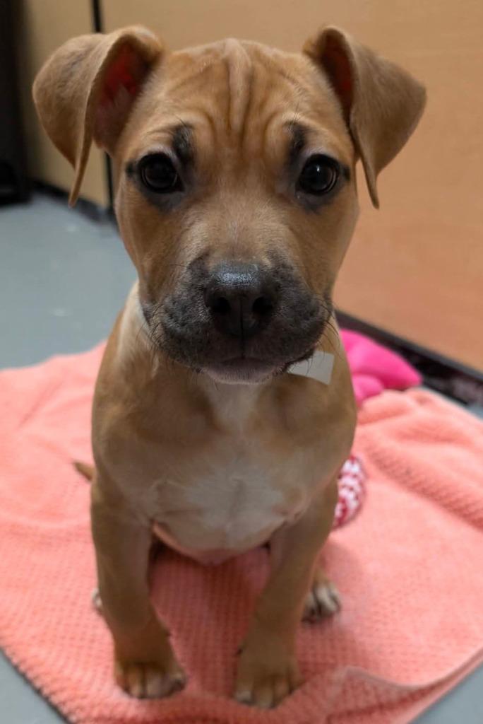 Enlarge Bean, a Adoptable mixed breed in Warren, MI image 4/6