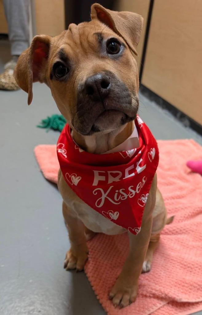 Enlarge Bean, a Adoptable mixed breed in Warren, MI image 5/6