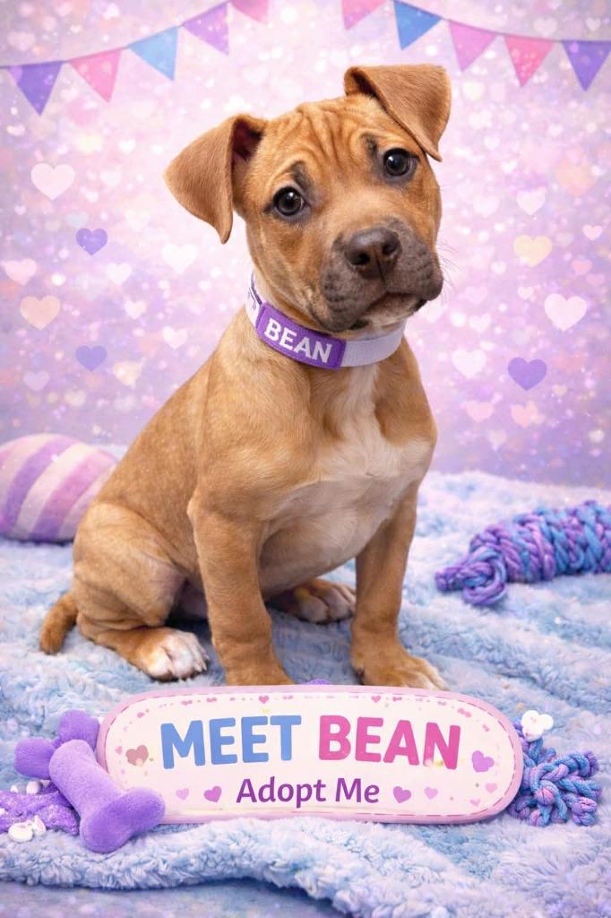 Enlarge Bean, a Adoptable mixed breed in Warren, MI image 6/6