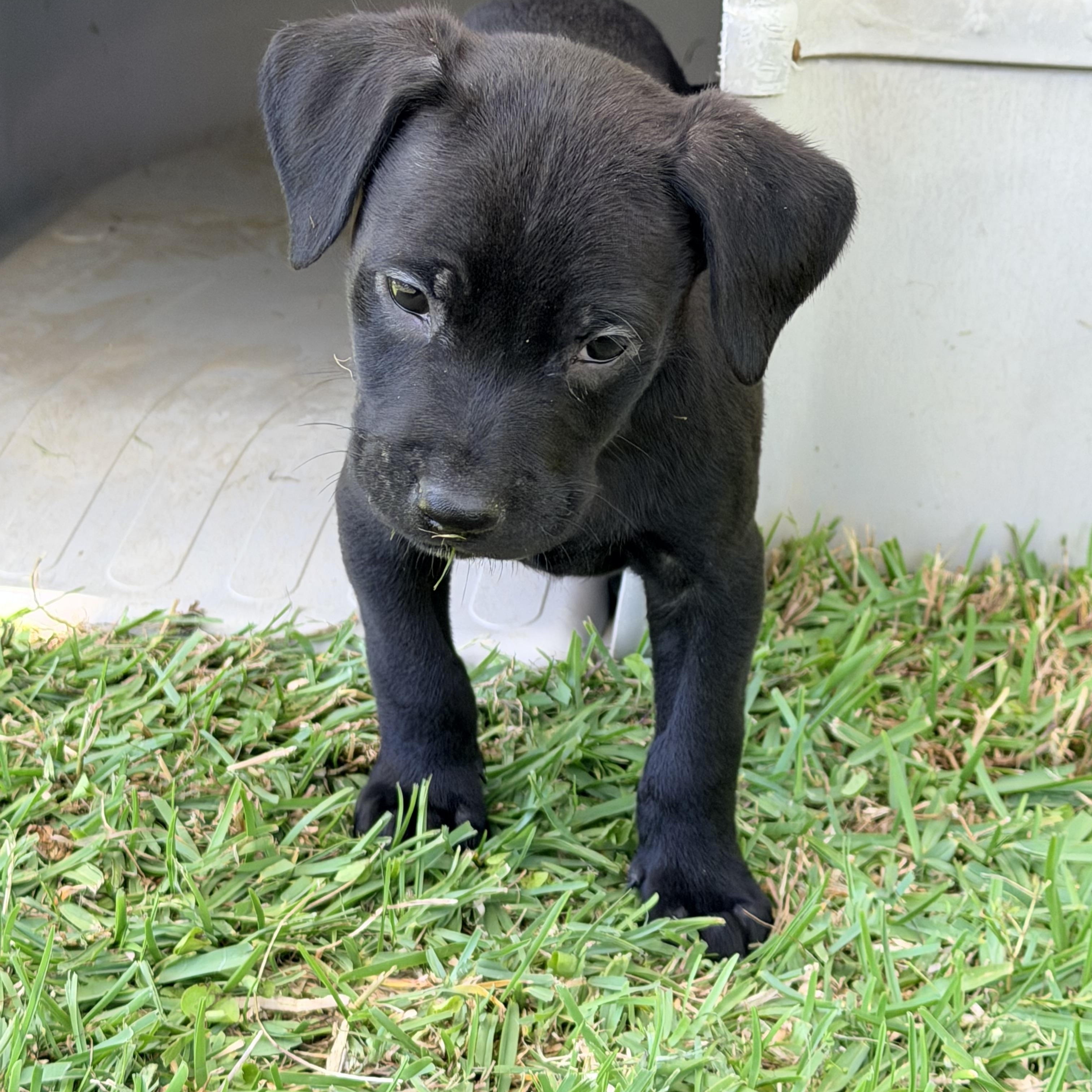 Enlarge Cole , a ADOPTABLE mixed breed in Chickamauga, GA image 3/6