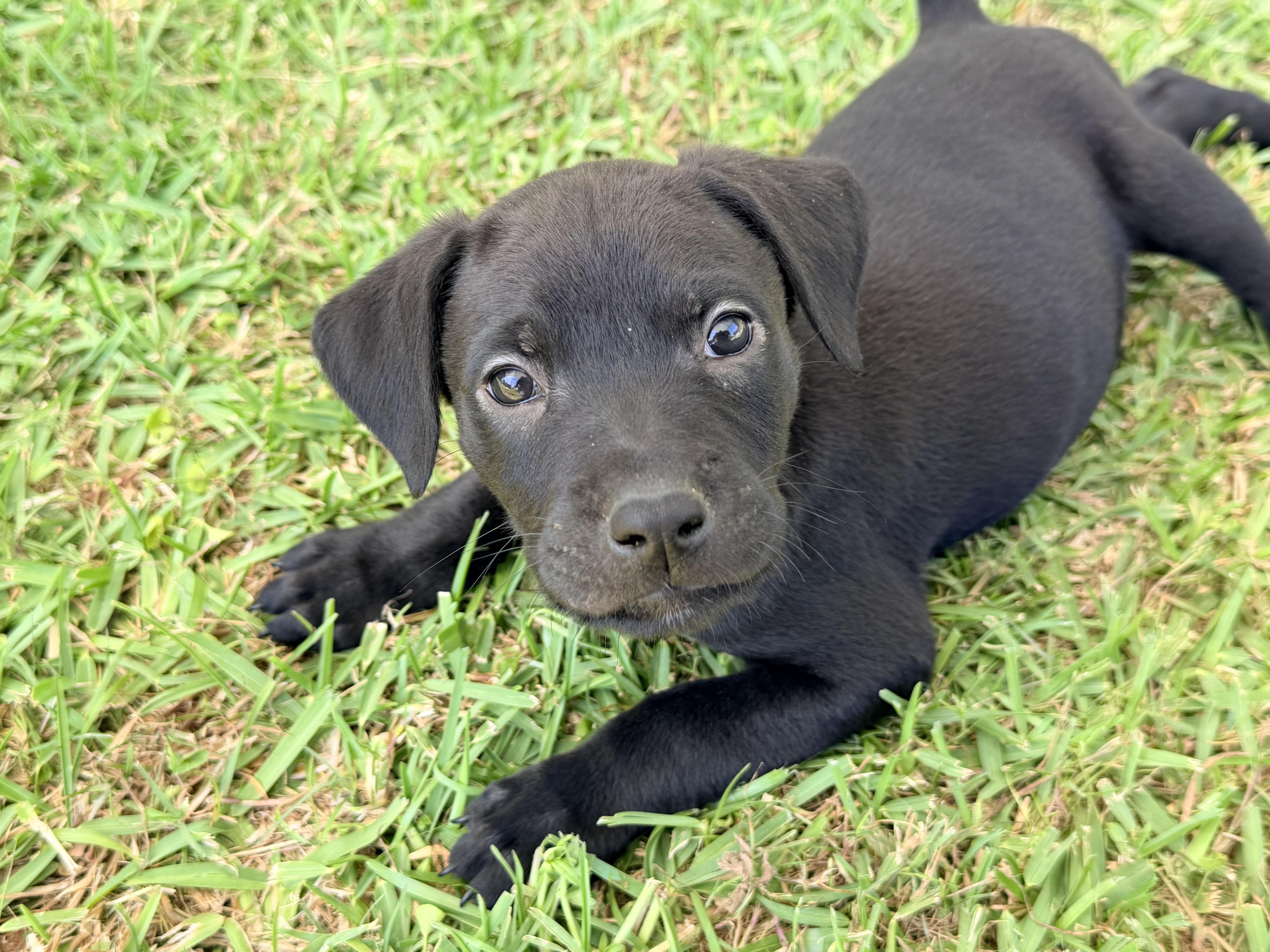 Cole , ADOPTABLE, Puppy Male Black Labrador Retriever & American Staffordshire Terrier.