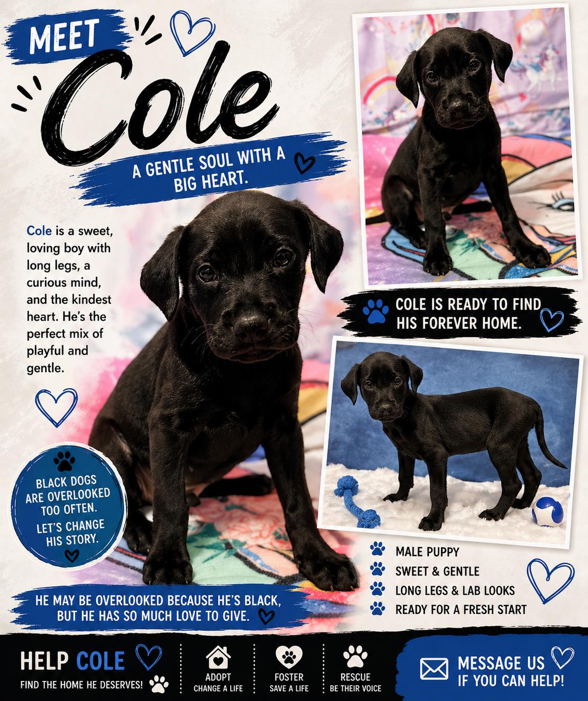 Enlarge Cole , a ADOPTABLE mixed breed in Chickamauga, GA image 2/6