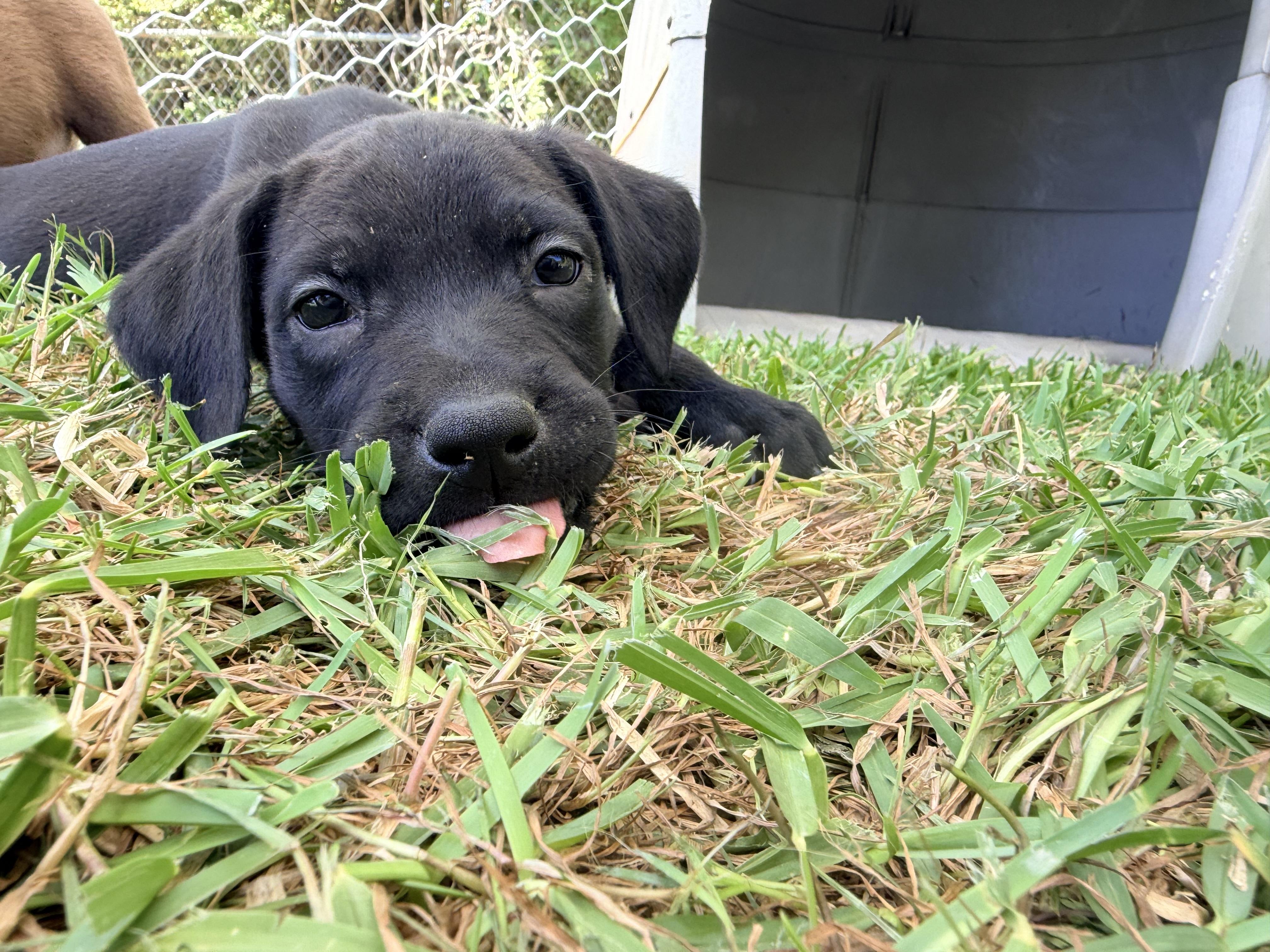 Enlarge Cole , a ADOPTABLE mixed breed in Chickamauga, GA image 6/6