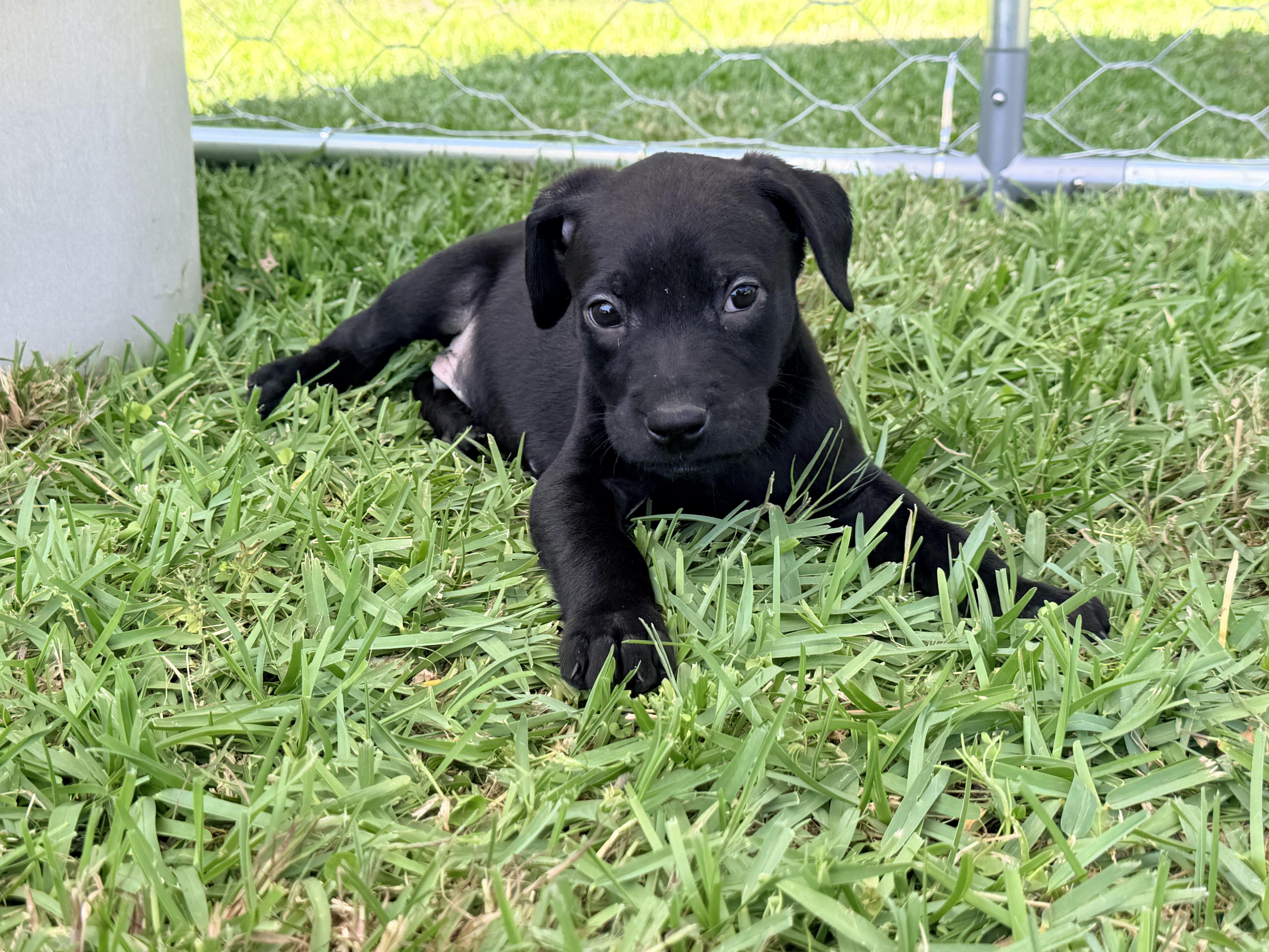 Enlarge Cole , a ADOPTABLE mixed breed in Chickamauga, GA image 5/6
