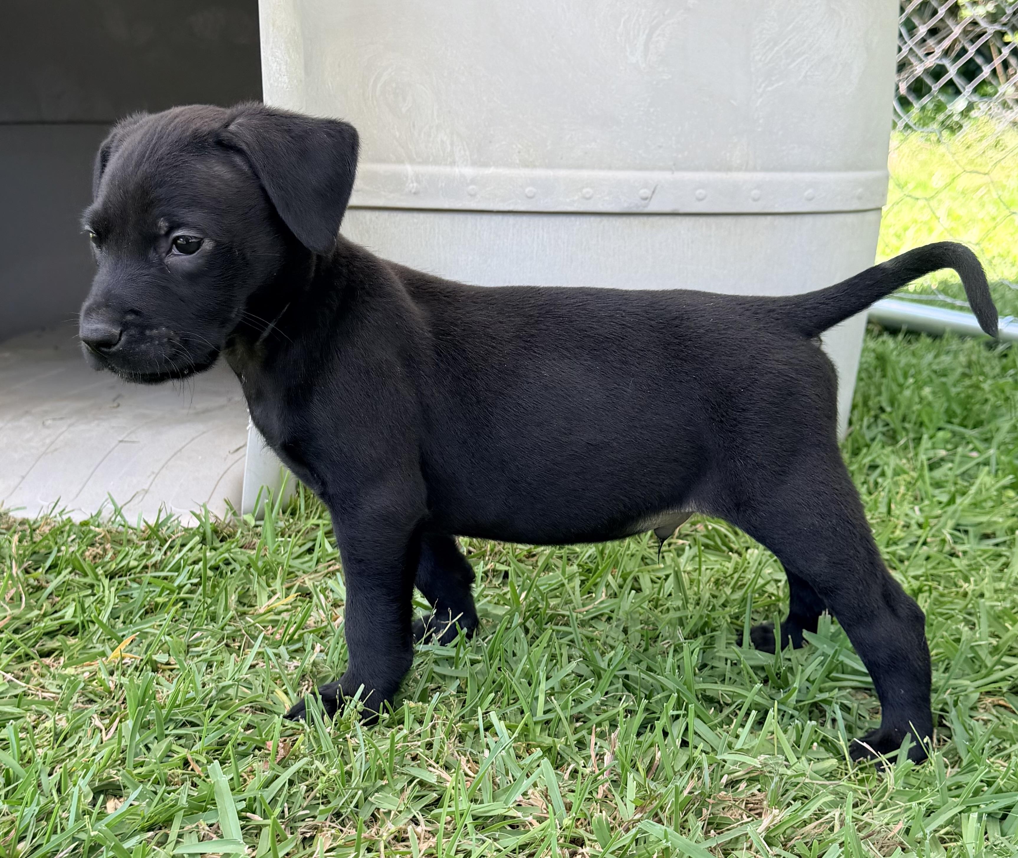 Enlarge Cole , a ADOPTABLE mixed breed in Chickamauga, GA image 4/6