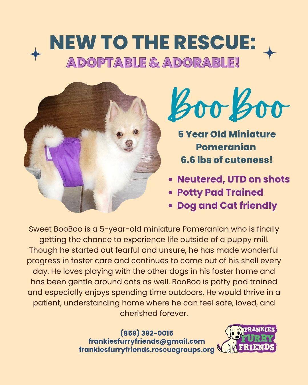 BooBoo, Adoptable, Adult Female Pomeranian.