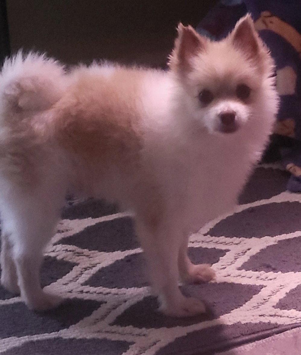 BooBoo, a Adoptable Pomeranian in Alexandria, KY image 2/3