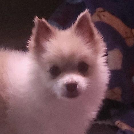 BooBoo, a Adoptable Pomeranian in Alexandria, KY image 3/3