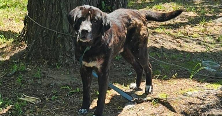 Ronan, Adoptable, Adult Male Labrador Retriever & Mixed Breed.