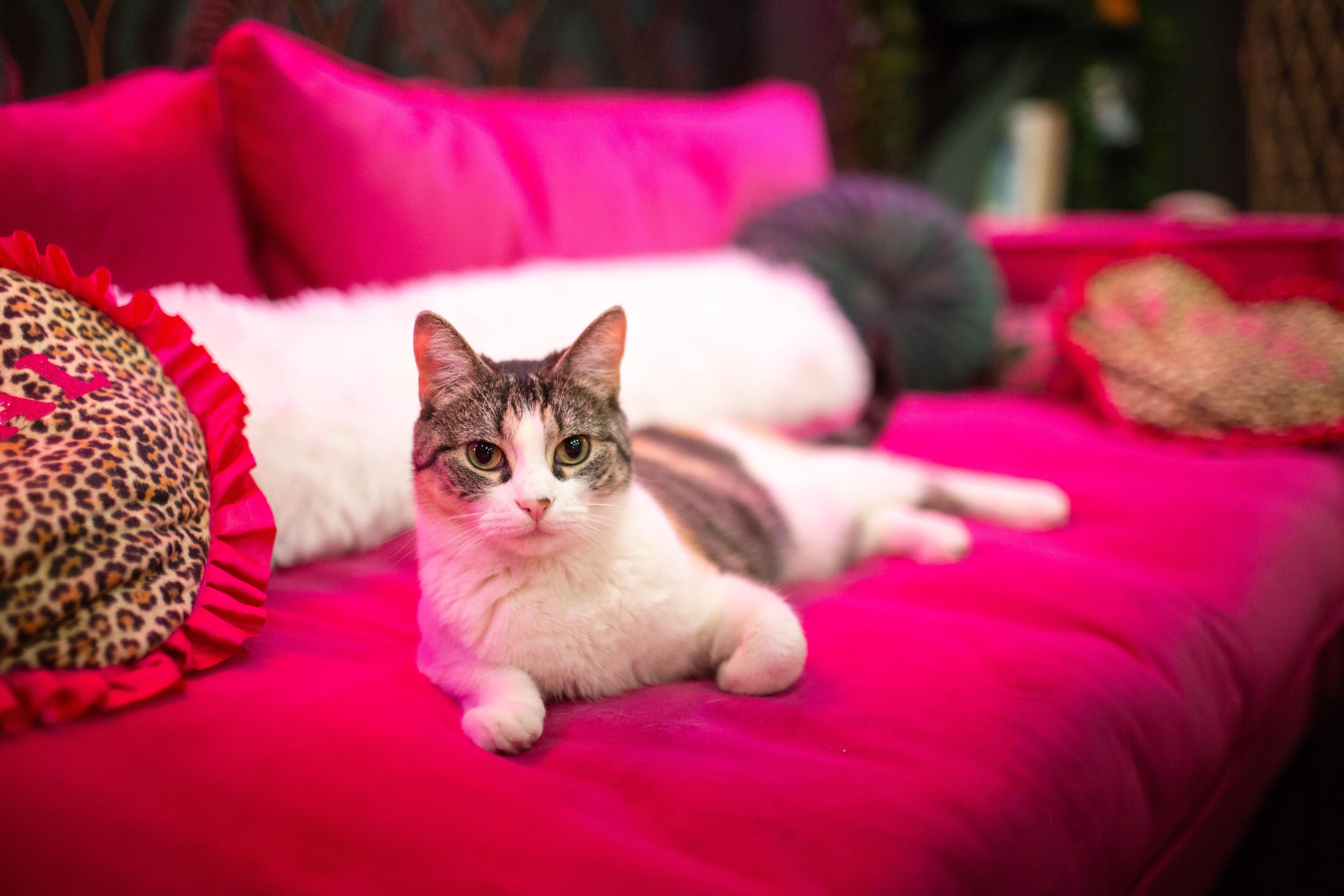 Enlarge Jamila, a Adoptable Domestic Short Hair in Kennebunk , ME image 4/6