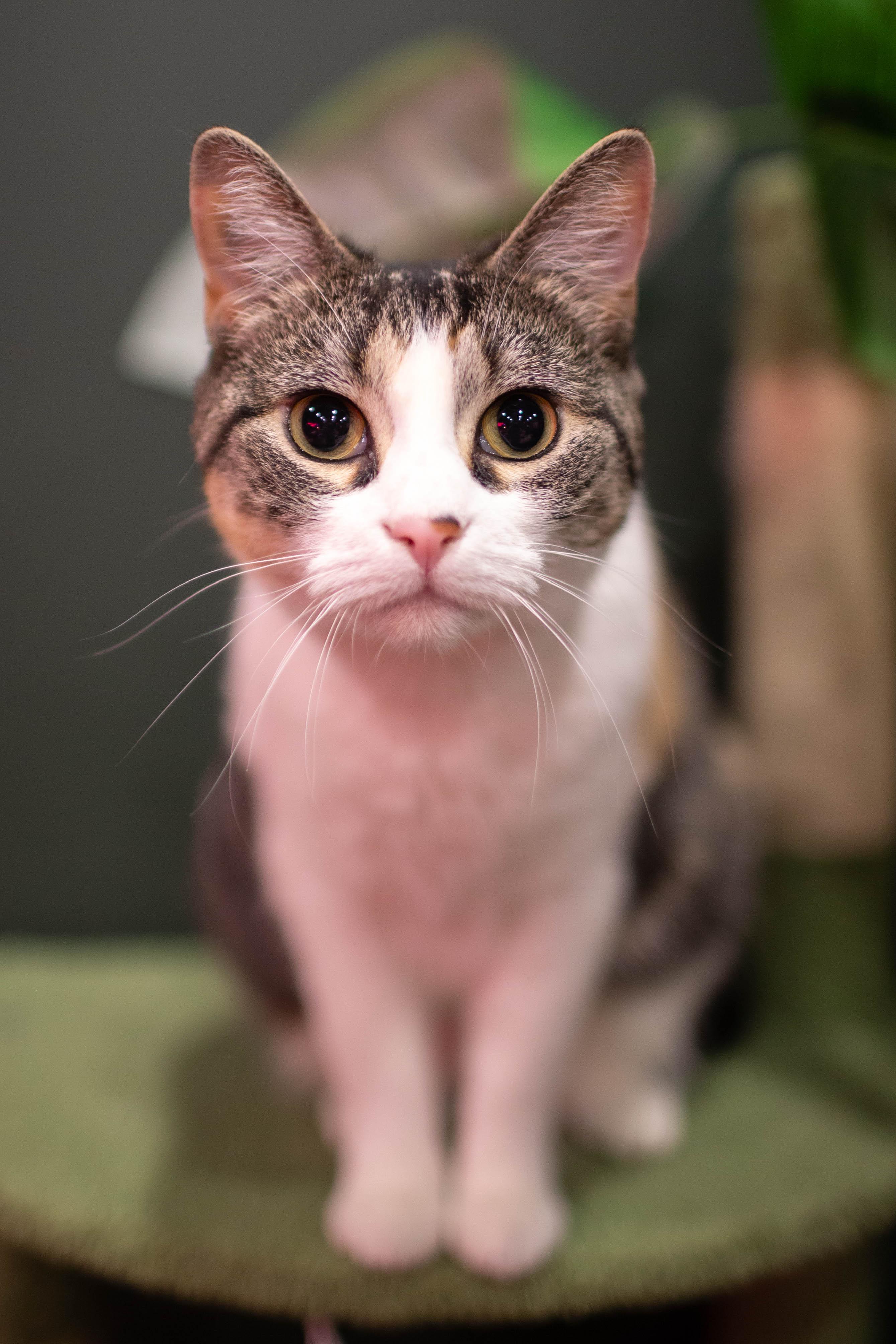 Enlarge Jamila, a Adoptable Domestic Short Hair in Kennebunk , ME image 1/6