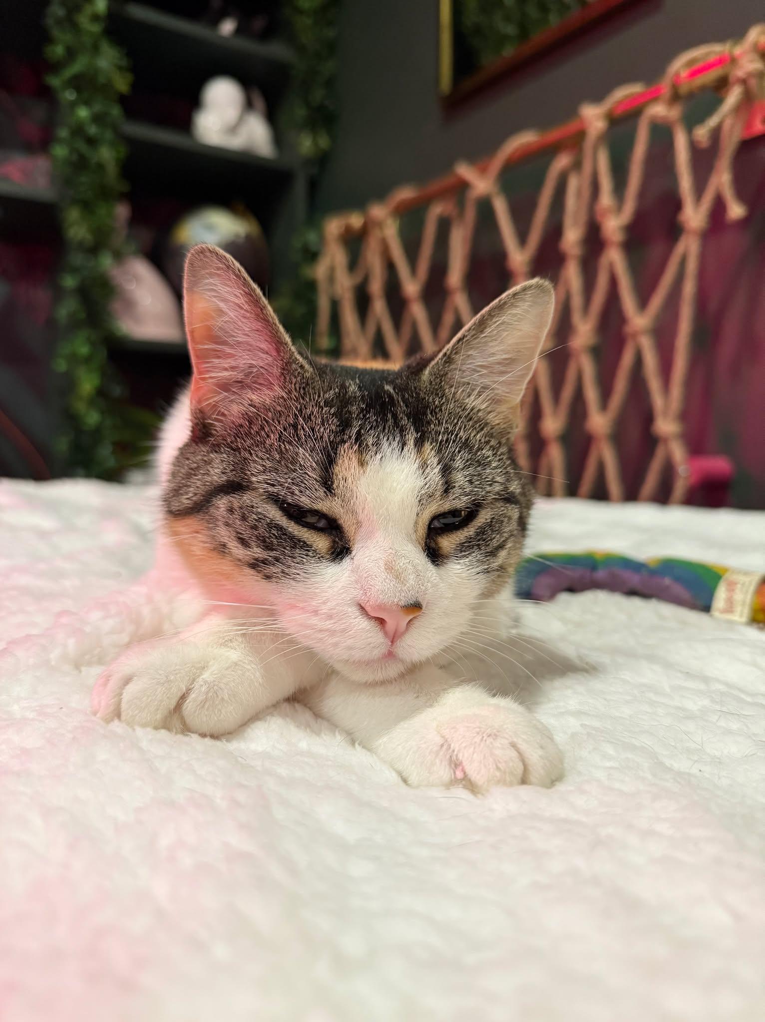 Enlarge Jamila, a Adoptable Domestic Short Hair in Kennebunk , ME image 5/6