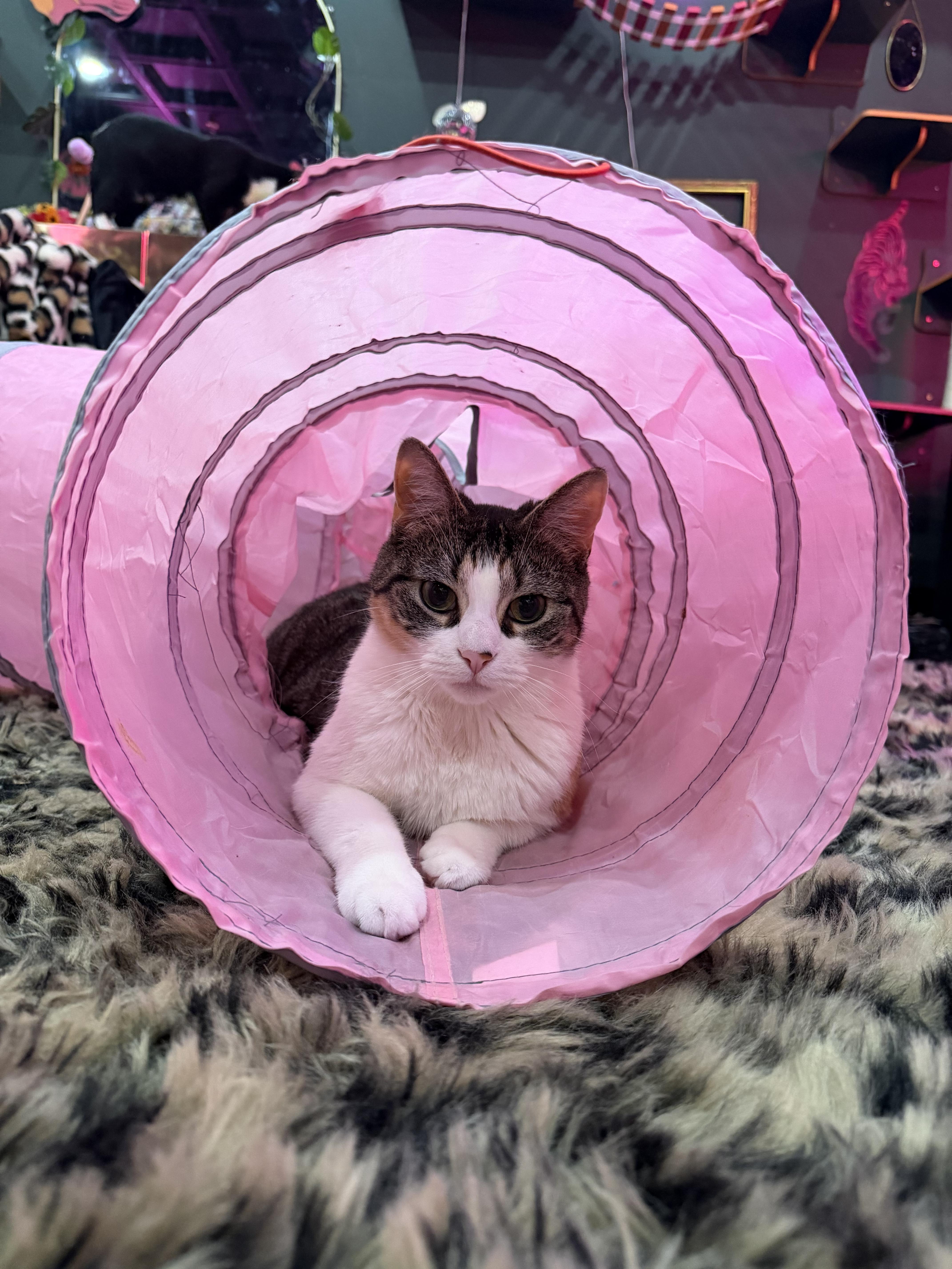Enlarge Jamila, a Adoptable Domestic Short Hair in Kennebunk , ME image 6/6