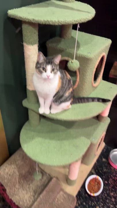 Enlarge Jamila, a Adoptable Domestic Short Hair in Kennebunk , ME video 2/6